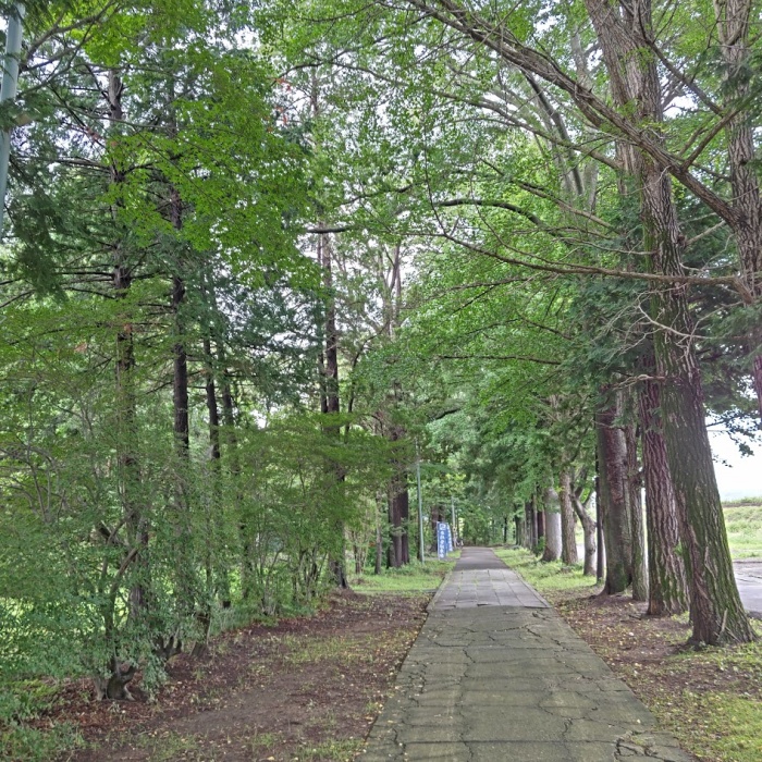 青柳神社　参道