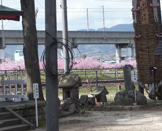 遠くに桃の花が満開