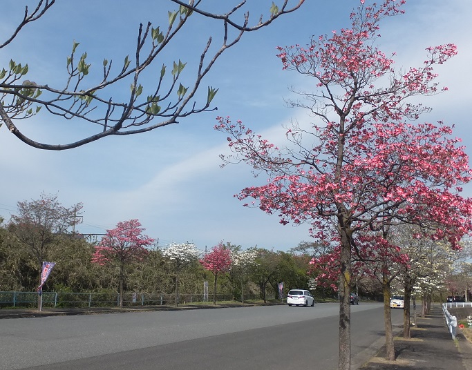 道路沿いのハナミズキ