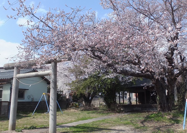 廣旗神社の満開の桜