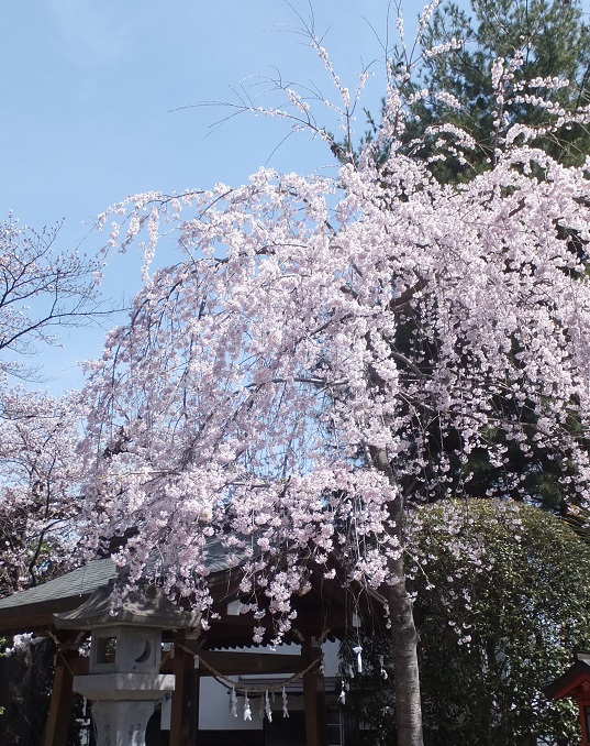 枝垂れ桜