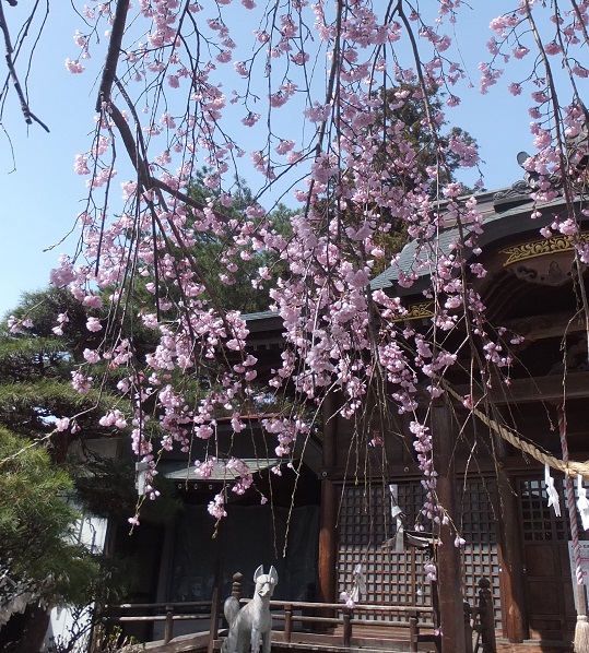 石森神社枝垂れ桜