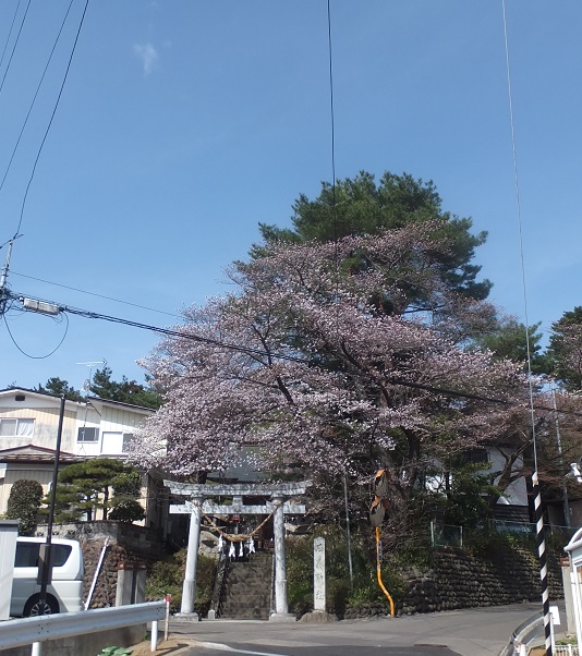 石森神社の桜