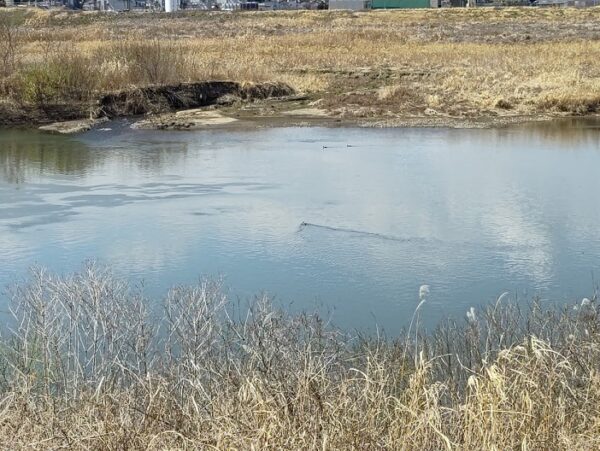 阿武隈川にカモが3羽