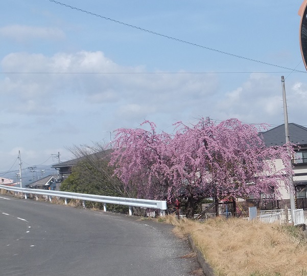 ピンク色の花が咲く子持稲荷神社