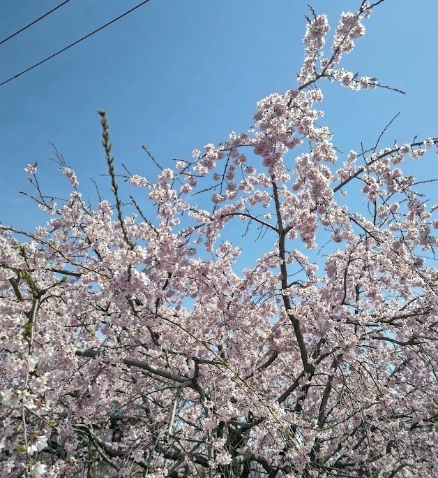 桜