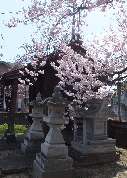 琴平神社の横の桜