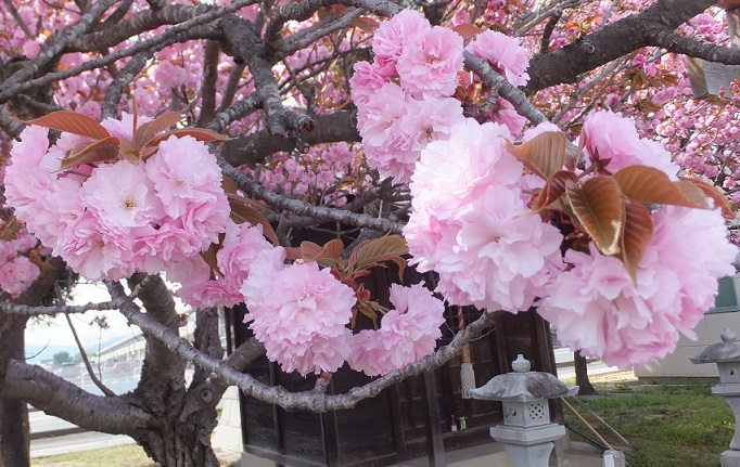 八重桜