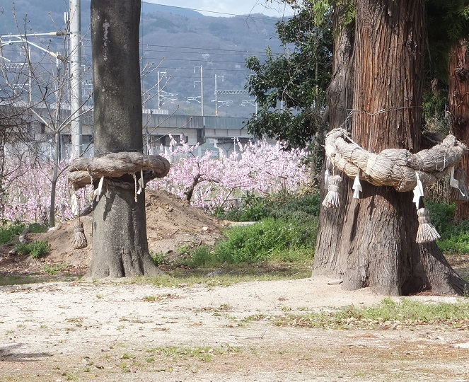 御神木と桃の花