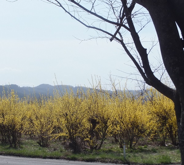 レンギョウの花