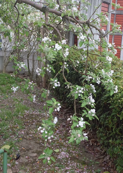 リンゴの花