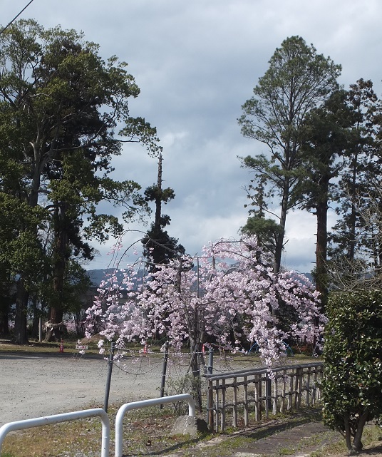 枝垂れ桜