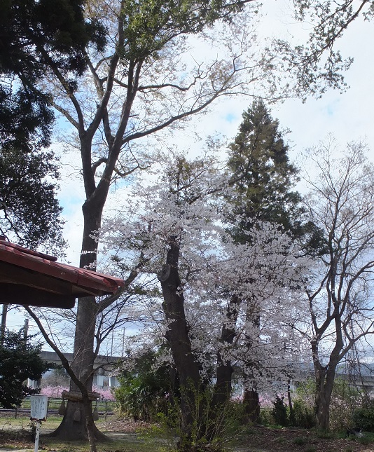 七福神社と桜