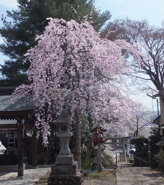 見事な枝垂れ桜