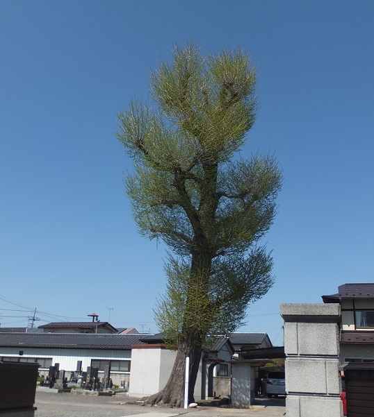 台厳寺イチョウの木