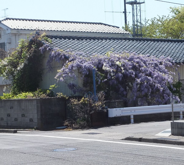 フジの花