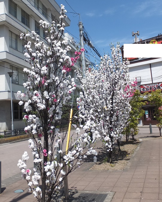 桃の白い花