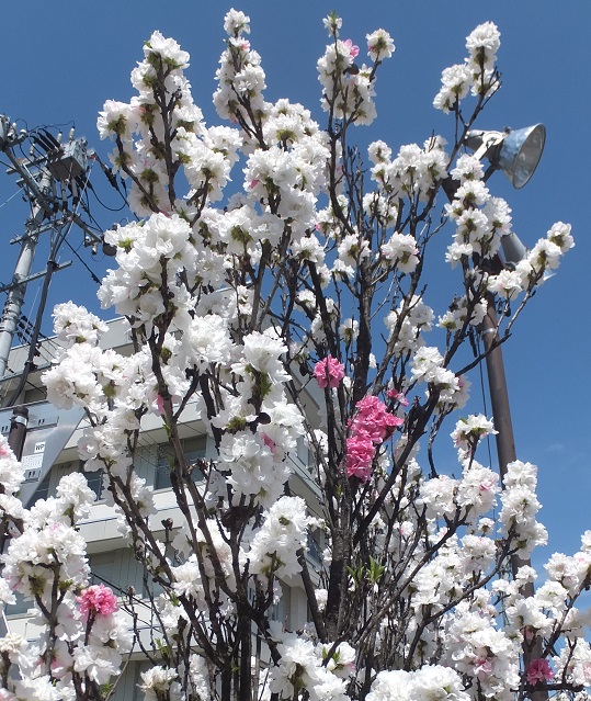 桃の花ピンク色が混じって