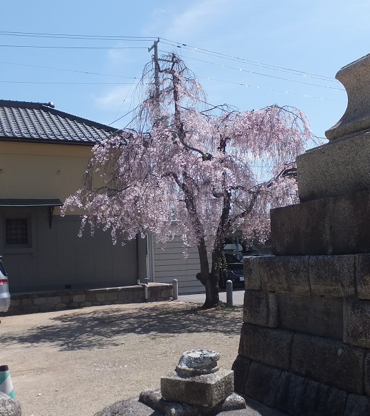 福島稲荷神社枝垂れ桜