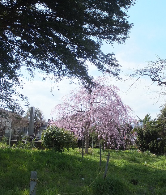 オオカヤと枝垂れ桜