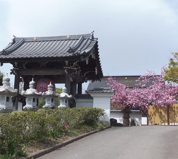 鎌秀院も八重桜咲いています