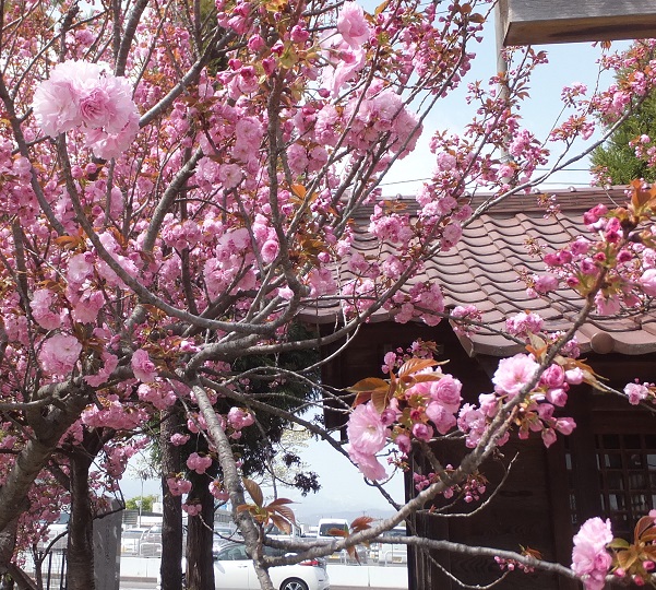 熊野神社枝垂れ桜