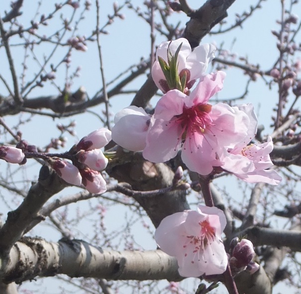 桃の花