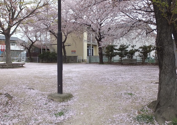 桜の花びらがいっぱい