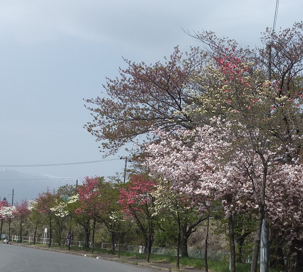 街路樹のハナミズキ