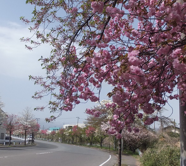 街路樹の八重桜とハナミズキ