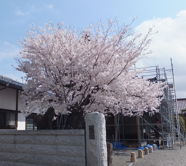 龍源寺桜が満開です