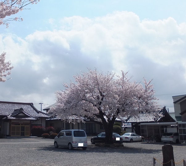 龍源寺真ん中あたりにも満開の桜