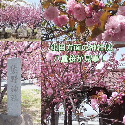 八重桜が見ごろ