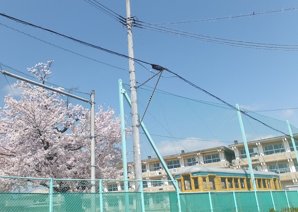 満開の桜と電車