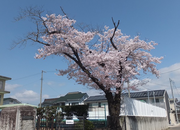 校門前の桜