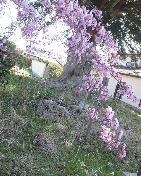 枝垂れ桜