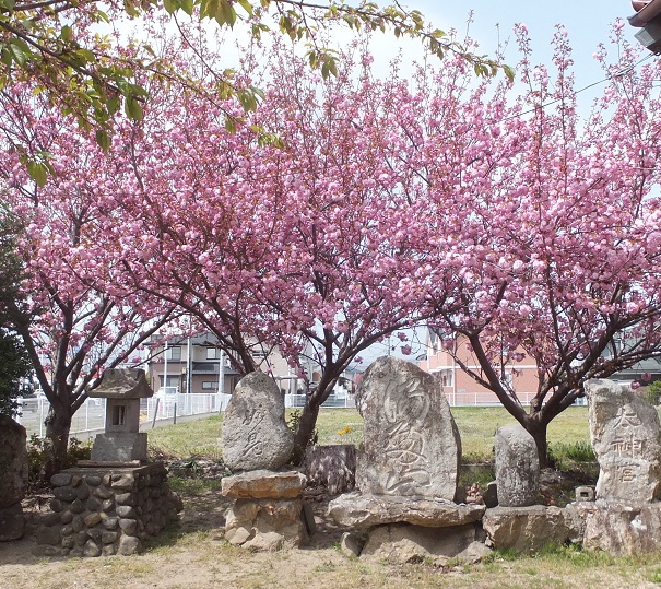 八重桜