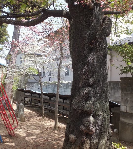 桜の木の向こうにハナミズキが咲いています