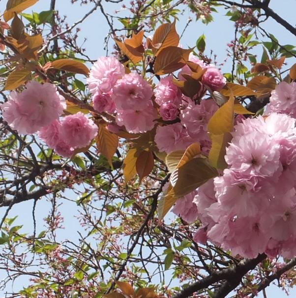 八重桜