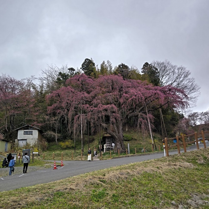 地蔵桜