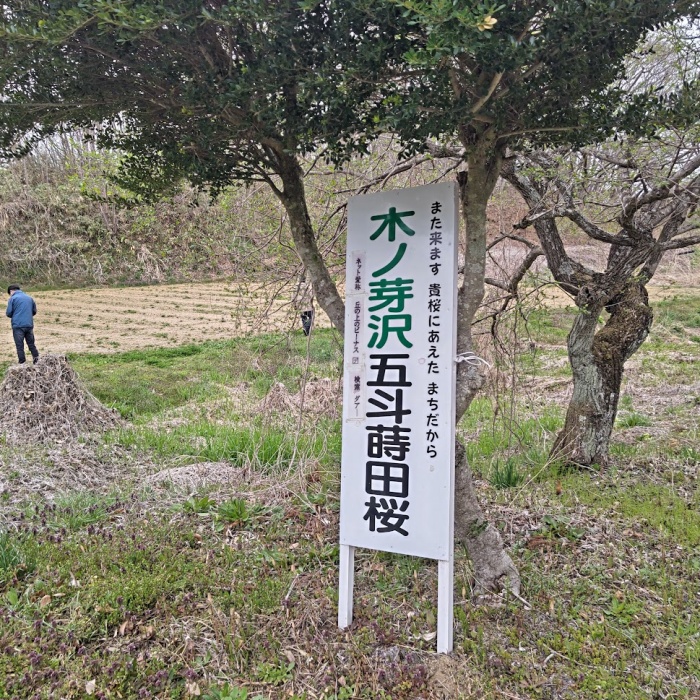 蒔田桜