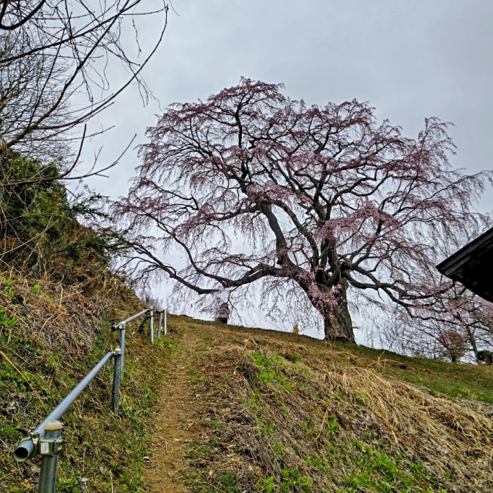 蒔田桜