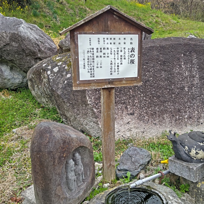 表の桜