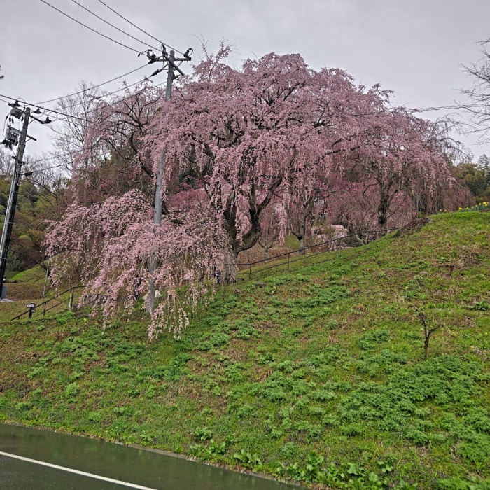 城山公園