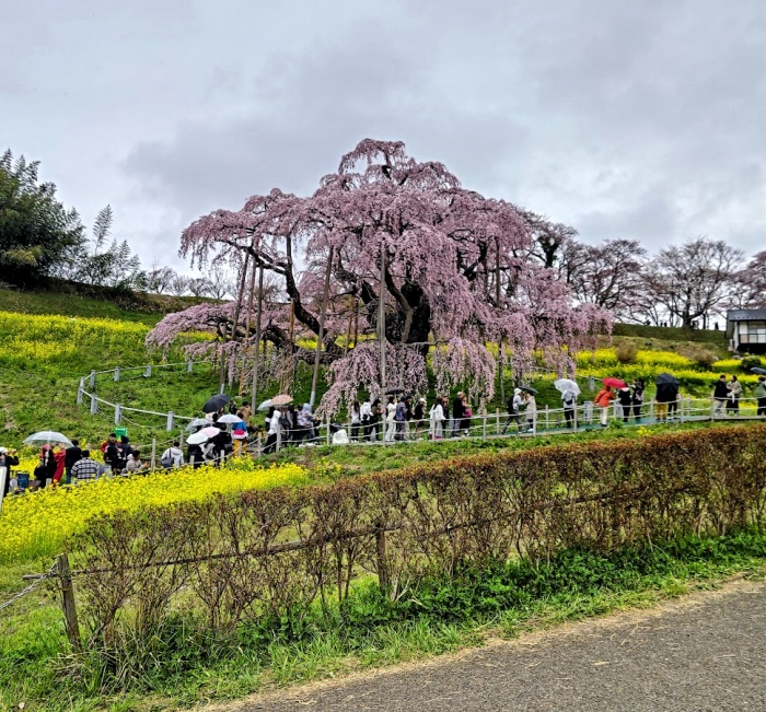 滝桜2025.4.13