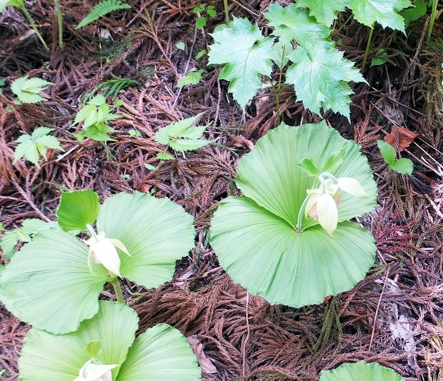 2つの花をつけたクマガイソウ