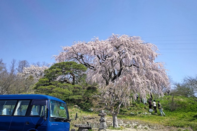 中井田の桜