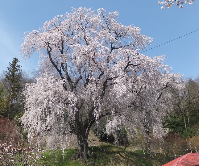 浪岡邸の桜