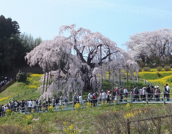 正面から見た滝桜