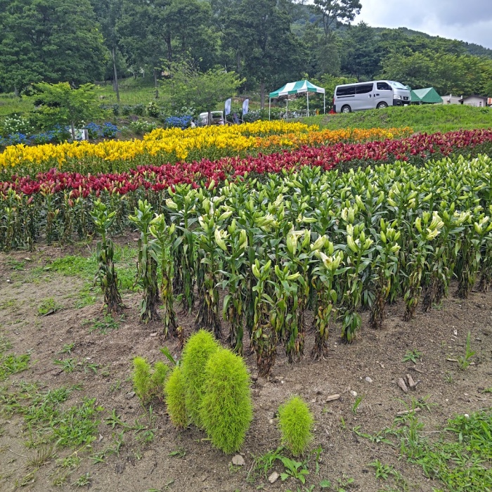 ユリ園